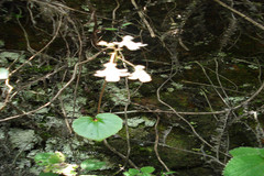 Impatiens clavicornu